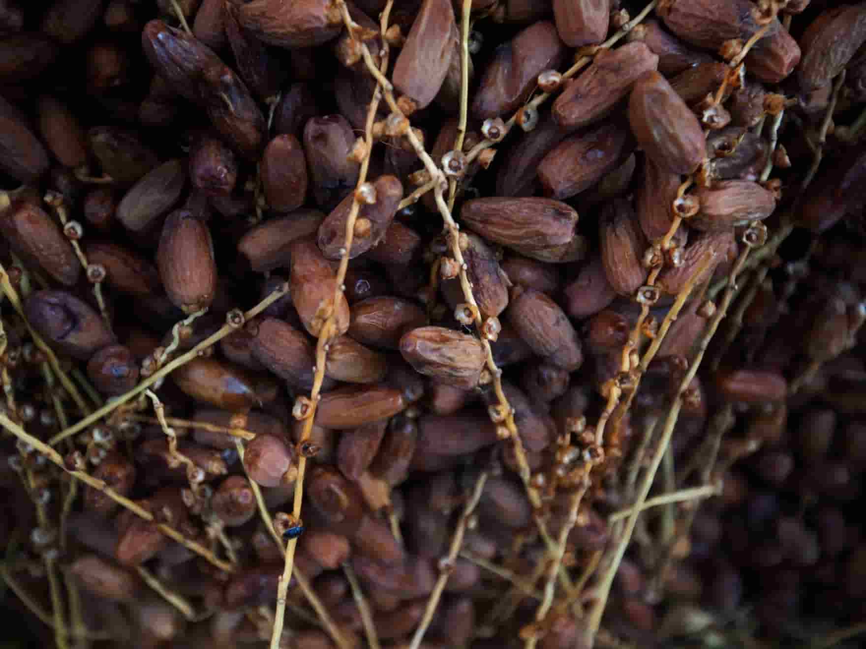 تصویر 1 از خرما پیارم حاجی آباد پوست کاغذی و شهد کاملا طبیعی